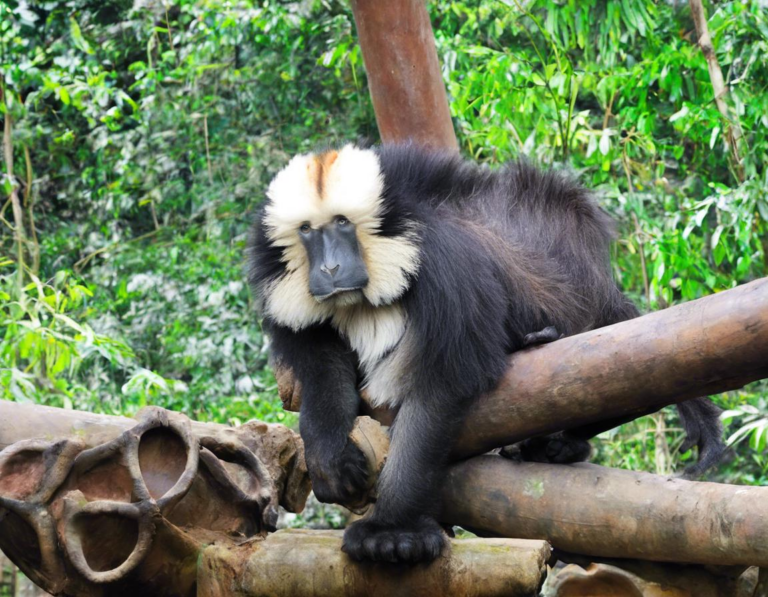 2. Kebun Binatang Gembira Loka: Bertemu Hewan Lucu dan Langka