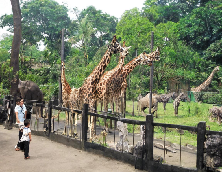 Gembira Loka Zoo: Destinasi Menarik di Yogyakarta